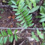 cut_atiu-150x150.jpeg